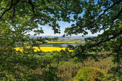 Flowering field Stock Photos