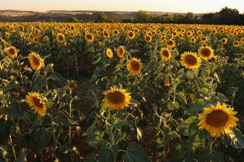 The flowering field of sunflower in the rays of the setting sun Stock Photos