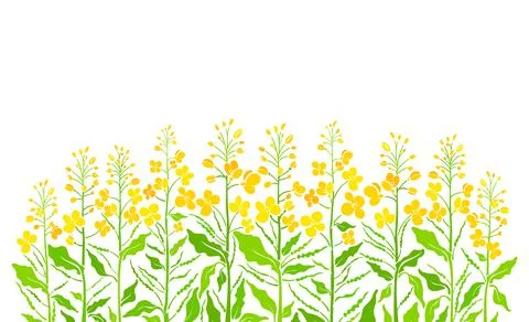 Flowering field. Vector canola set, mustard plant. Art shape of green leaf, s Stock Illustration