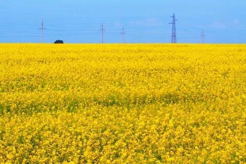 Flowering fields with canola Stock Photos