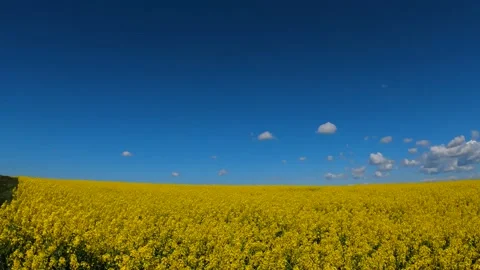 Flowering fields of rapeseed against the blue sky in spring in Russia Stock Footage 194587421