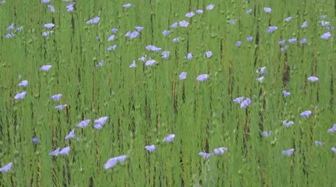 Flowering flax 214 Stock Footage 32816016