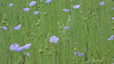 Flowering flax 215 Stock Footage 32815448