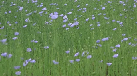 Flowering flax 218 Stock Footage 32815375