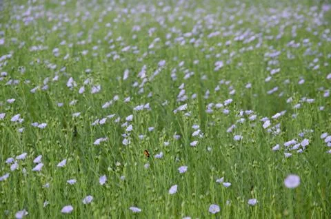 Flowering flax Photos
