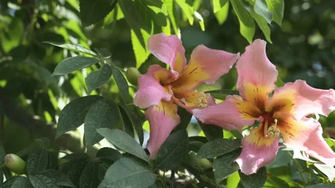 Flowering floss silk tree Stock-Footage 270723700