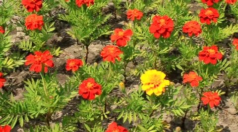 Flowering Vídeos de archivo 490836