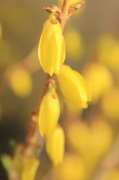 Flowering forcing Stock Photos
