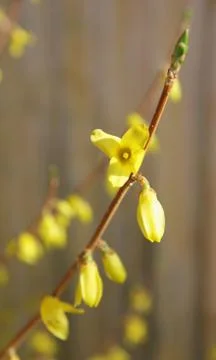 Flowering forcing Stock Photos