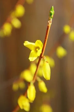 Flowering forcing Stock Photos