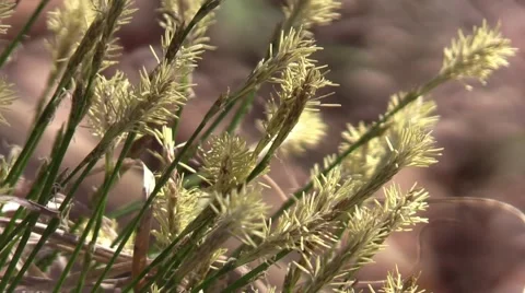 Flowering forest grass Stock Footage 61588435