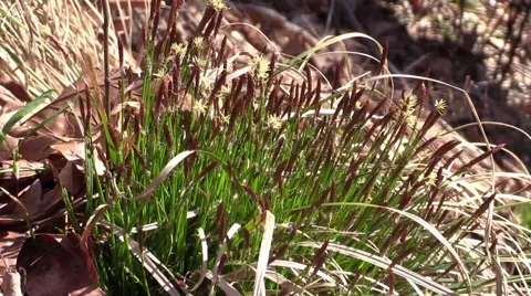 Flowering forest grass zoom in Stock Footage 61592892