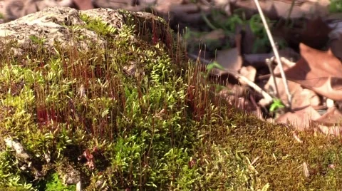 Flowering forest moss zoom in Stock Footage 61596737