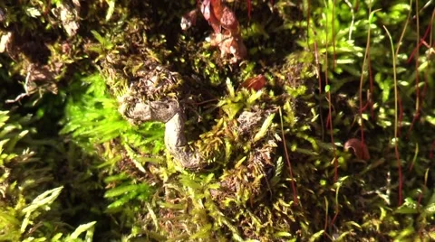 Flowering forest moss zoom in Stock Footage 61601319