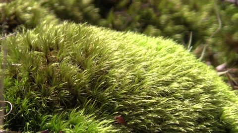 Flowering forest moss zoom out Stock Footage 61600527