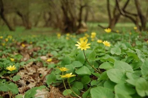 Flowering forest Foto stock