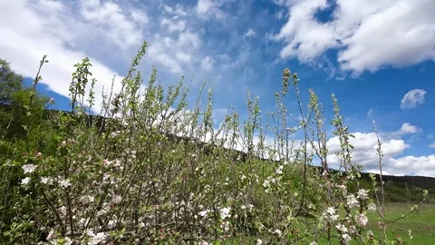 Flowering fruit tree against a blue sky Stock Footage 273144701