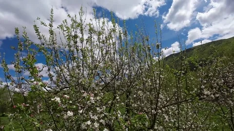 Flowering fruit tree against a blue sky Stock Footage 273144723