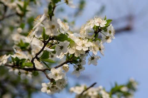 Flowering fruit tree. Apple tree white flowers, close up shot. Spring flowering Stock Photos