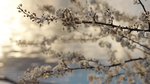 Flowering fruit tree on a background of the lake at sunset. Close-up Stock Footage 78136012