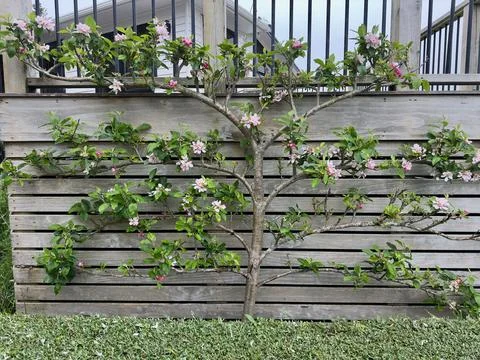 Flowering fruit tree being trained along a horizontal support system Stock Photos