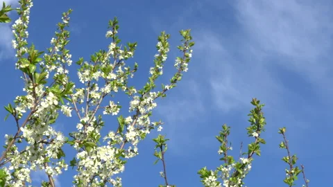 Flowering fruit tree, blossoming pear tree Stock Footage 196103304