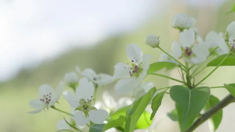 Flowering fruit tree, blossoming pear tree Stock Footage 196103360