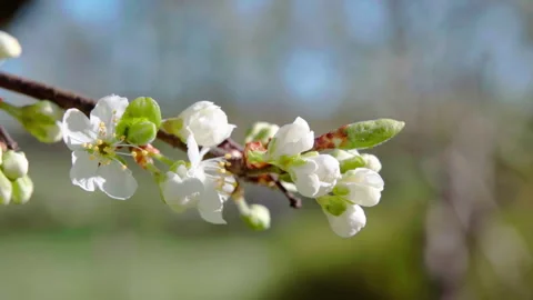 A flowering fruit tree. A branch of a blooming plum tree in the garden. Stock Footage 313793919