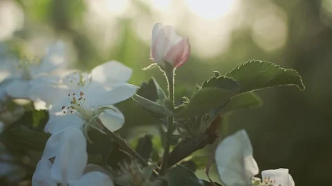 Flowering Fruit Tree Branch. Close-up. Stock Footage 100289192