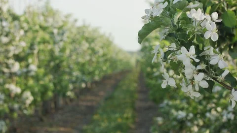 Flowering Fruit Tree Branch. Stock Footage 100287942
