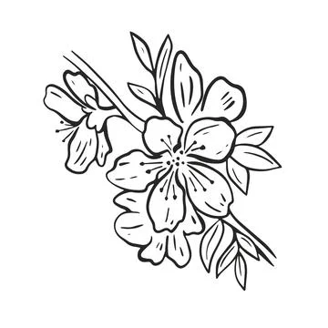 Flowering fruit tree branch hand drawn engraving isolated object Illustrazione stock