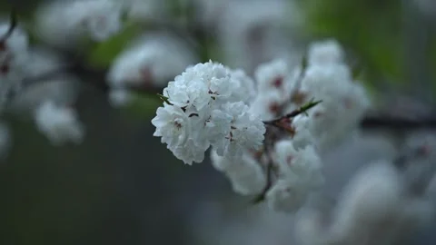 Flowering Fruit Tree Branch with Spring Blossoms in Bloom Stock Footage 336335619