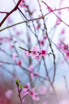 Flowering fruit tree branches against the sky Foto stock