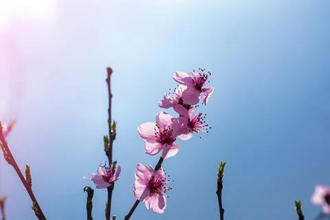 Flowering fruit tree branches against the sky, Stock Photos