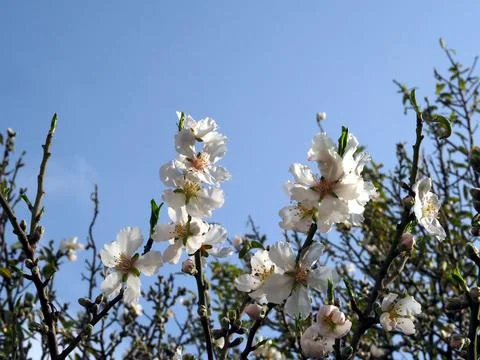 Flowering fruit tree. Branches with white flowers against a bright blue sky Fotos de archivo