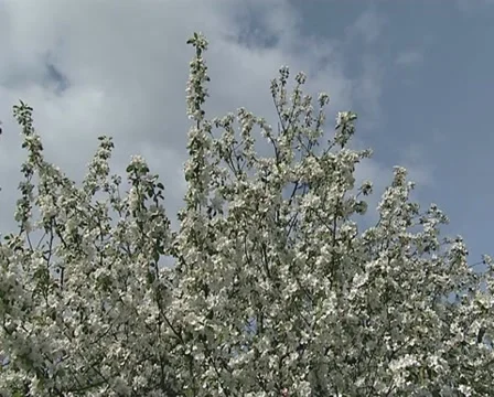 Flowering fruit tree Stock Footage 10742667