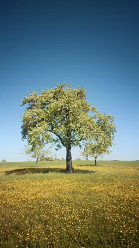 Flowering Fruit Tree in Full Bloom in Yellow Wildflower Meadow Under Blue Sky Stock Footage 334135211
