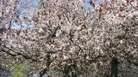  Flowering Fruit Tree In The Garden  Видео 152897252