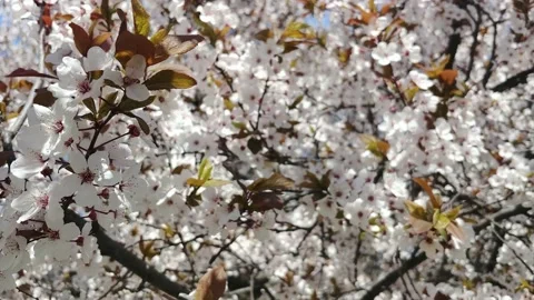  Flowering Fruit Tree In The Garden  Stock Footage 152897313