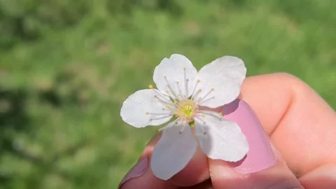  Flowering Fruit Tree In Hand Stock-Footage 152892292