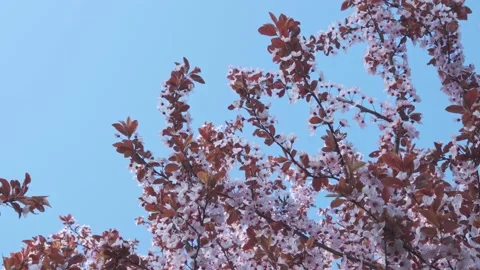 Flowering fruit tree. Lots of white flowers Stock Footage 187684435