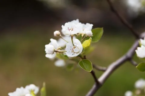 Flowering fruit tree pear in spring in the garden Foto stock