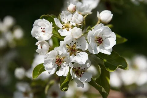 Flowering fruit tree pear in spring in the garden Stock Photos