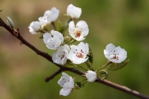 Flowering fruit tree pear in spring in the garden Stock Photos