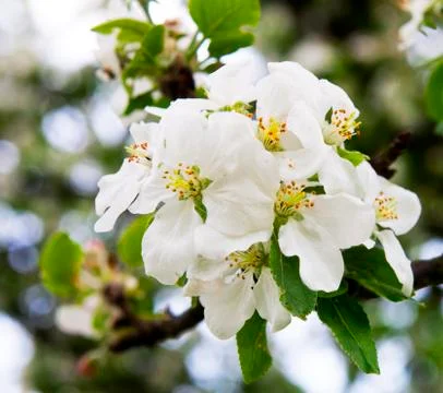 Flowering fruit tree Stock Photos
