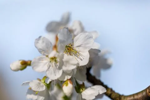 Flowering fruit tree Stock Photos