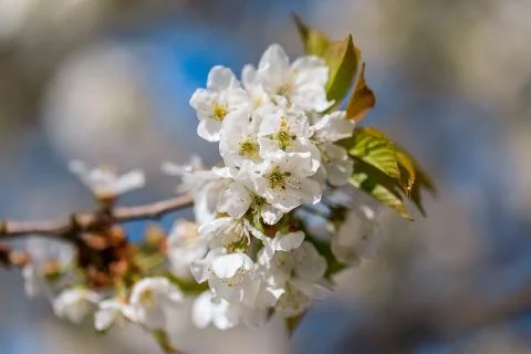 Flowering fruit tree Stock Photos