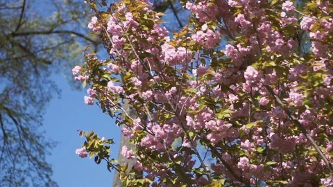 Flowering fruit tree with pink flowers on a spring sunny day. Close-up. Natural  Stock Footage 107445945