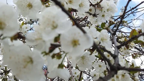 Flowering fruit tree in spring. Stock Footage 129381925