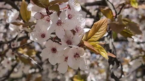  Flowering Fruit Tree In Spring.  Видео 152892164